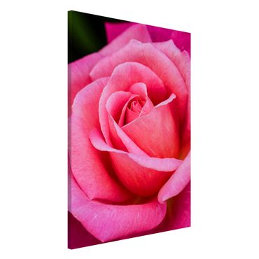 Magnettafel - Pinke Rosenblüte vor Grün - Memoboard Hochformat 3:2