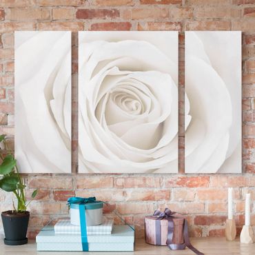 Leinwandbild 3-teilig - Pretty White Rose - Triptychon