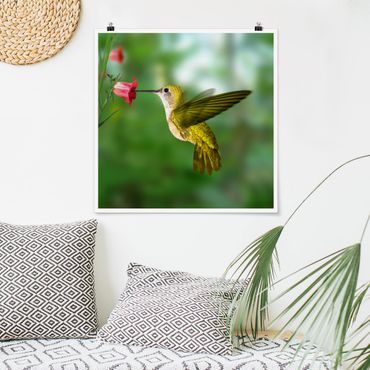 Poster - Kolibri und Blüte - Quadrat 1:1