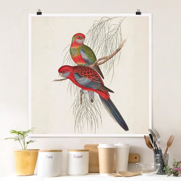 Poster - Tropische Papageien III - Quadrat 1:1