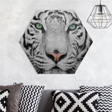 Hexagon Bild Alu-Dibond - Weißer Tiger