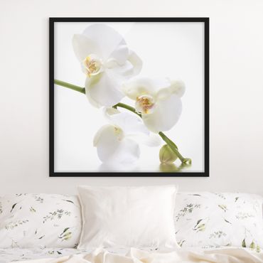 Bild mit Rahmen - White Orchid Waters - Quadrat 1:1
