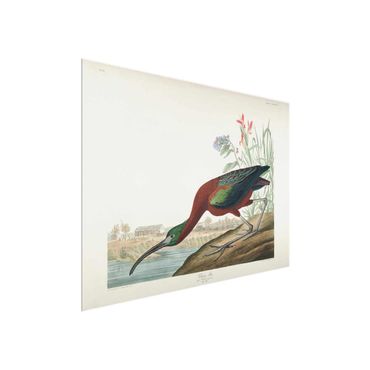 Glasbild - Vintage Lehrtafel Brauner Ibis - Querformat 3:4