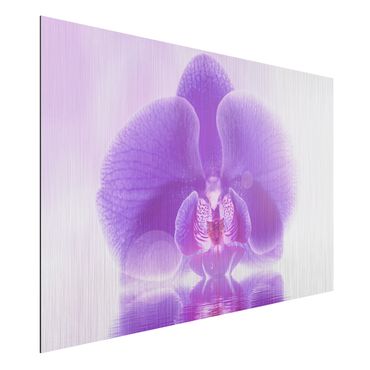 Alu-Dibond Bild - Lila Orchidee auf Wasser