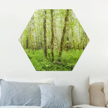 Hexagon Bild Alu-Dibond - Hoh Rainforest Olympic National Park