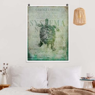 Poster - Vintage Collage - Antike Schildkröte - Hochformat 4:3
