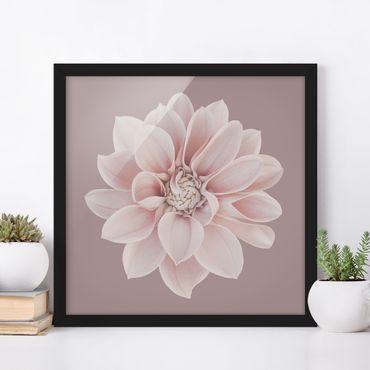Bild mit Rahmen - Dahlie Blume Lavendel Weiß Rosa - Quadrat