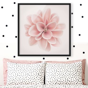 Bild mit Rahmen - Dahlie Rosa Pastell Blume Zentriert - Quadrat