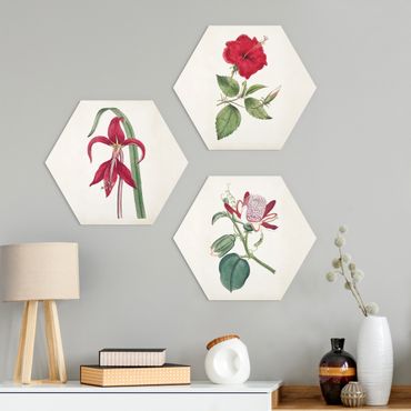Hexagon Bild Forex 3-teilig - Gartenschönheit Set I