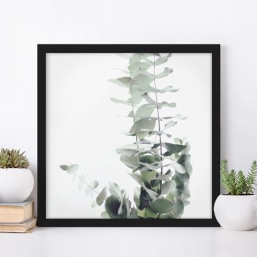 Bild mit Rahmen - Eukalyptus im Weißen Licht - Quadrat