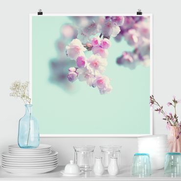 Poster - Farbenfrohe Kirschblüten - Quadrat 1:1