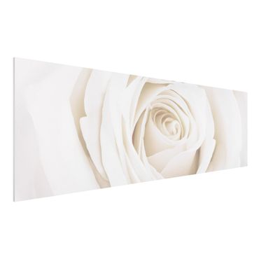 Forexbild - Pretty White Rose