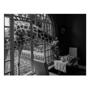 Billede på lærred - Breakfast with Giraffe
