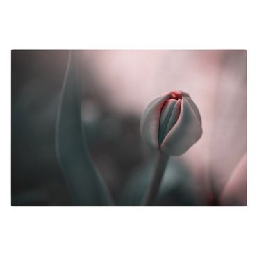Billede på lærred - Sensual Tulip