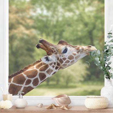 Fensterfolie - Fenstersticker No.302 suchende Giraffe - Fensterbilder