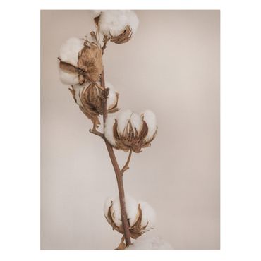Billede på lærred - Fragile Cotton Twig