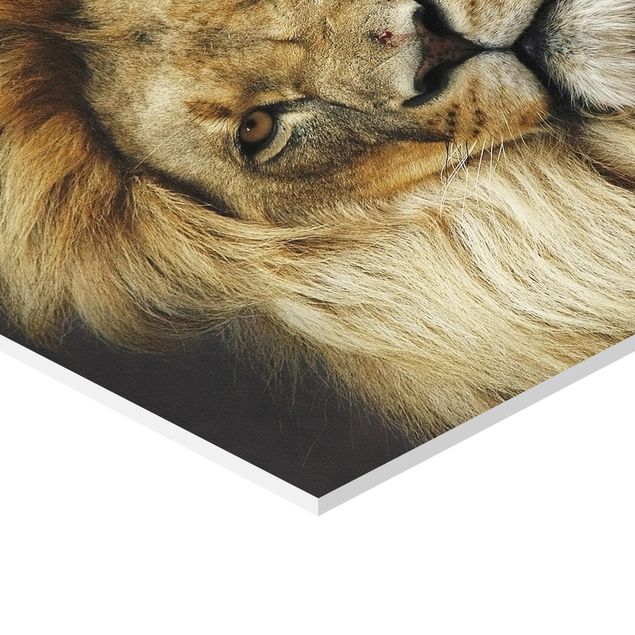 Sekskantede billeder Wisdom Of Lion
