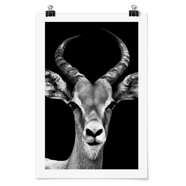Billeder Afrika Impala antelope black and white