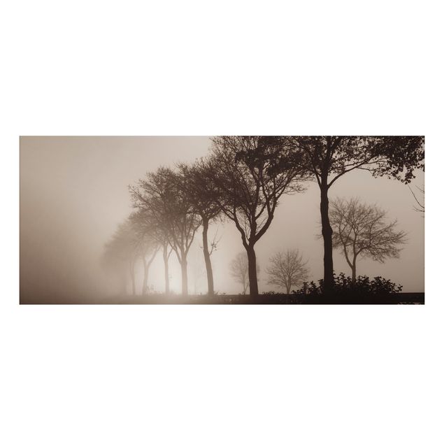Billeder træer Tree Avanue In Morning Mist