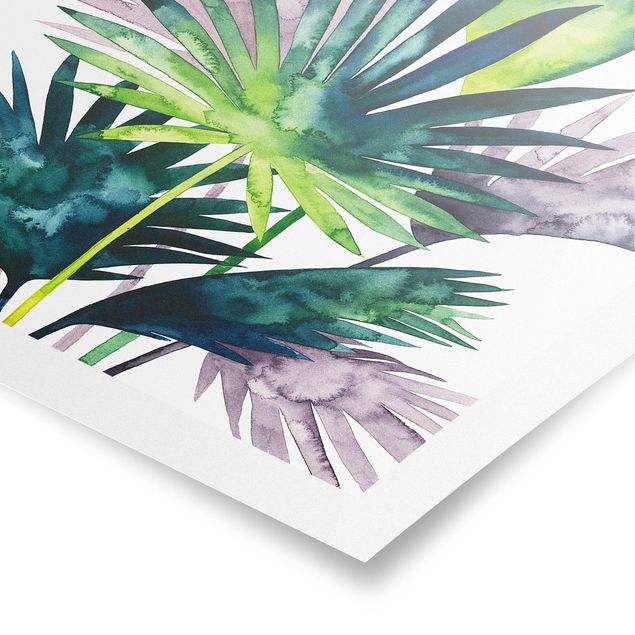 Billeder grøn Exotic Foliage - Fan Palm
