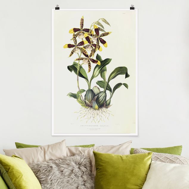 Billeder orkideer Maxim Gauci - Orchid II