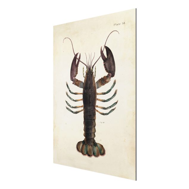 Billeder vintage Vintage Illustration Lobster