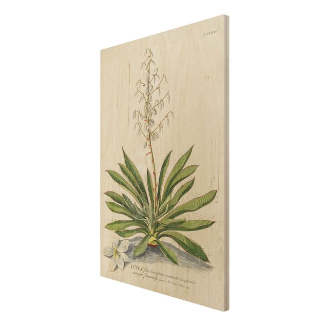Prints på træ landskaber Vintage Botanical Illustration Yucca