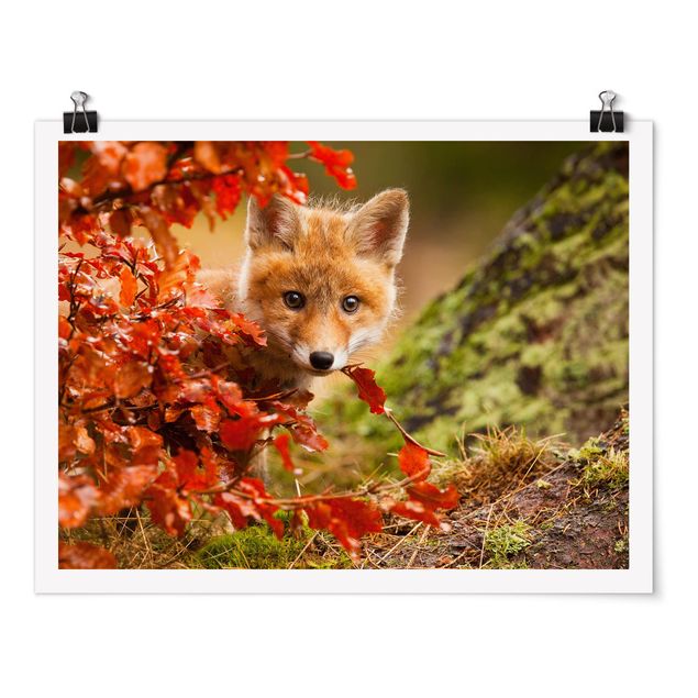 Plakater blomster Fox In Autumn