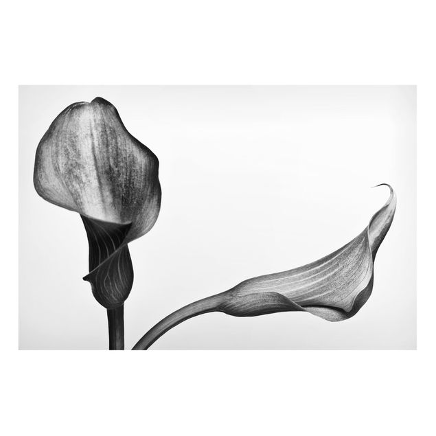 Magnettavler blomster Calla Close-Up Black And White