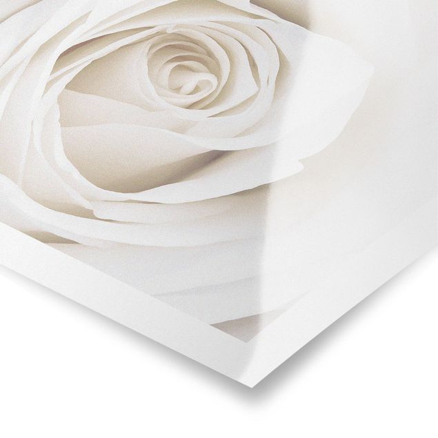Plakater Pretty White Rose