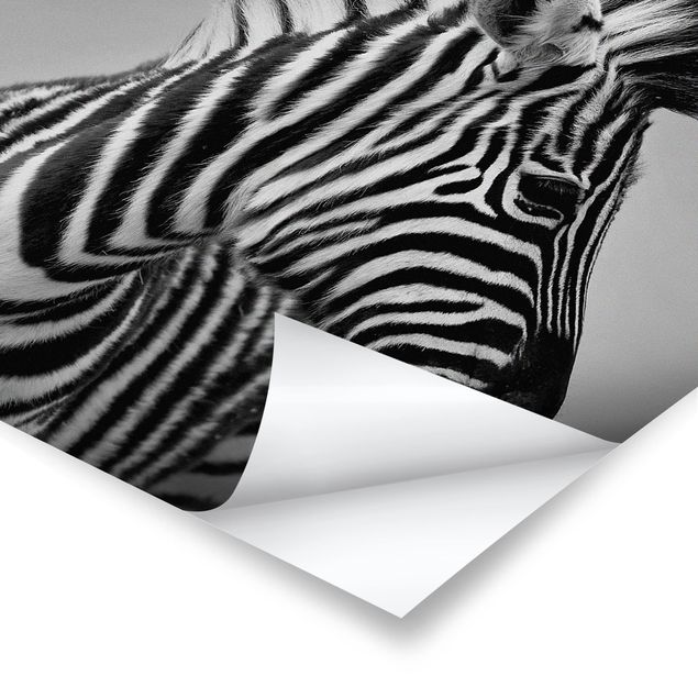 Billeder sort og hvid Zebra Baby Portrait II