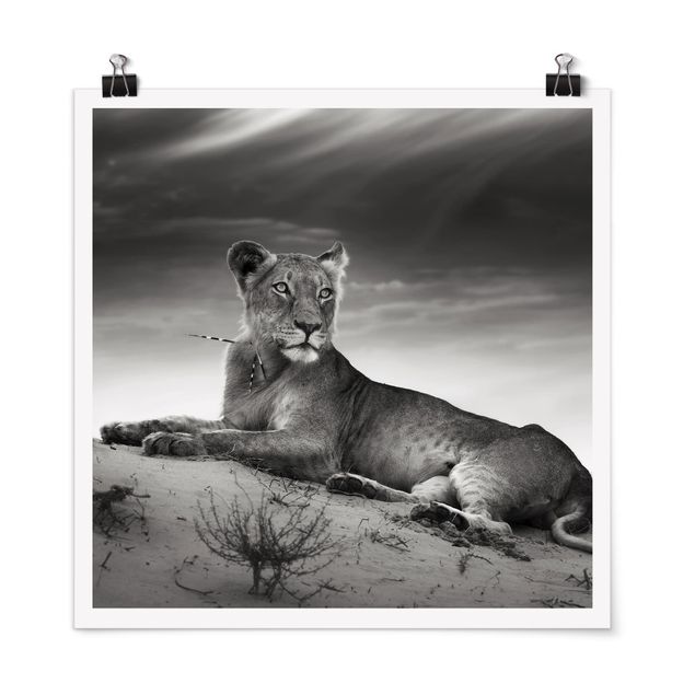 Plakater sort og hvid Resting Lion