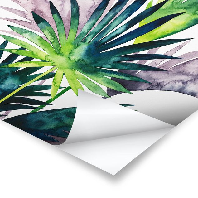Billeder Exotic Foliage - Fan Palm