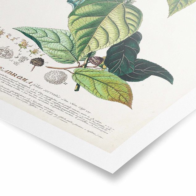 Billeder grøn Vintage Botanical Illustration Cocoa