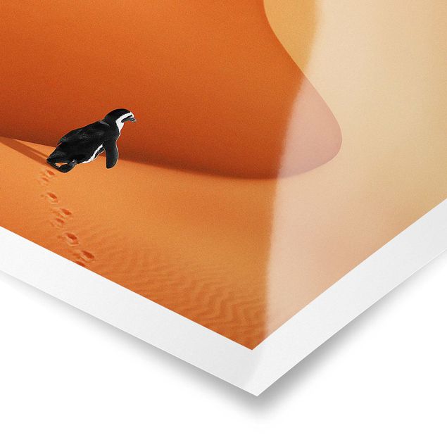 Billeder orange Desert With Penguin
