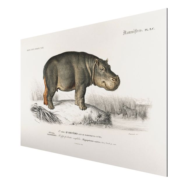 Billeder landskaber Vintage Board Hippo