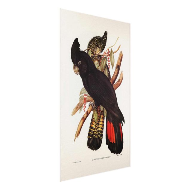 Billeder blomster Vintage Illustration Black Cockatoo Black Gold