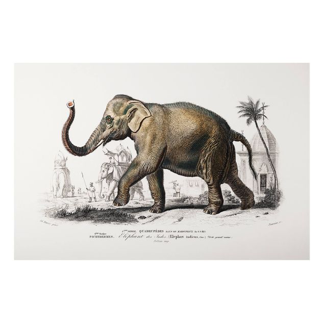Billeder elefanter Vintage Board Elephant