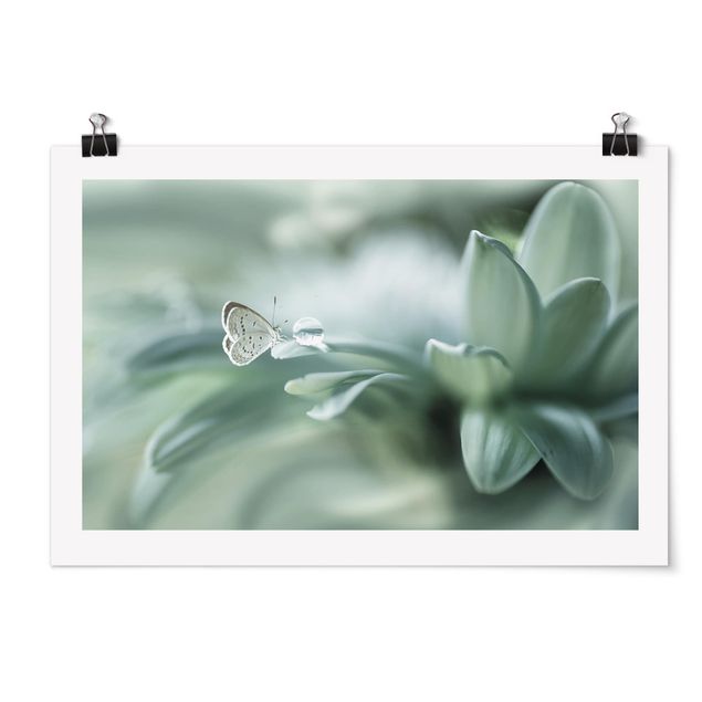 Billeder blomster Butterfly And Dew Drops In Pastel Green