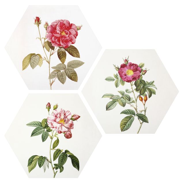 Billeder blomster Pierre Joseph Redouté - Roses