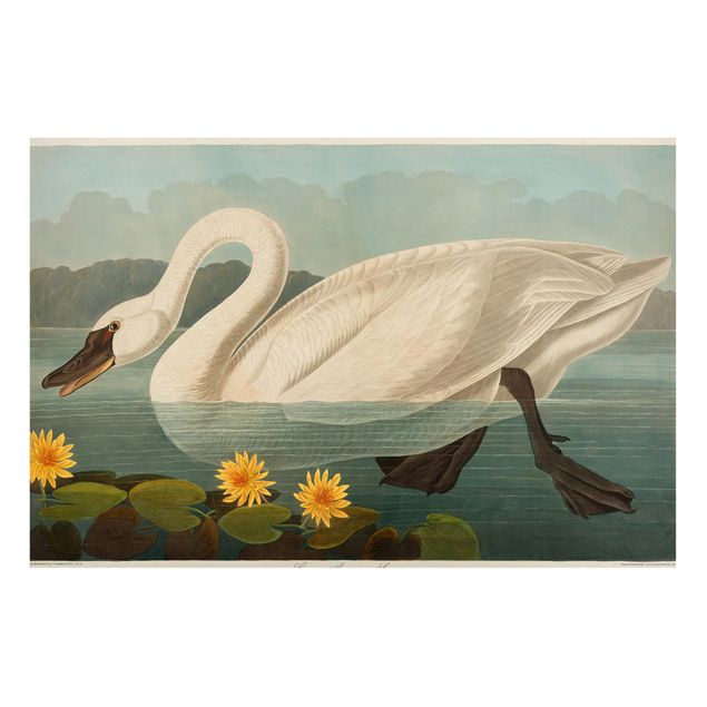 Magnettavler blomster Vintage Board American Swan