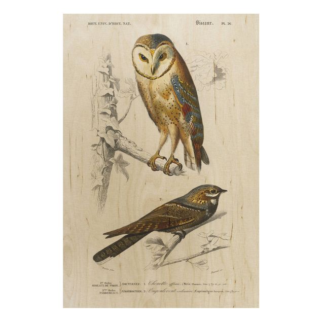 Prints på træ vintage Vintage Board Owl And Swallow