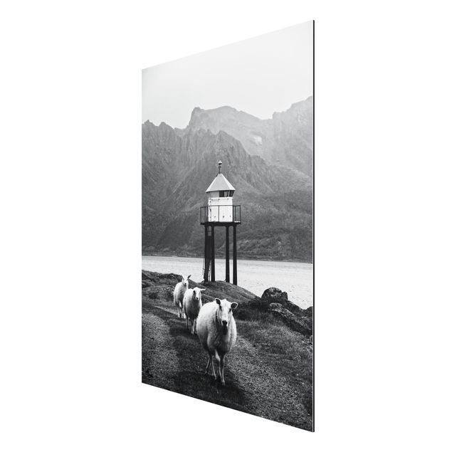 Billeder dyr Three Sheep On the Lofoten