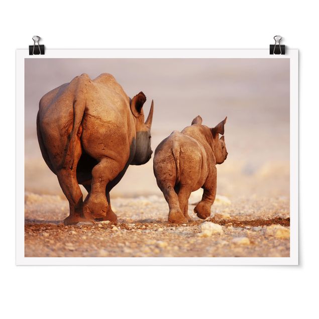 Billeder moderne Wandering Rhinos