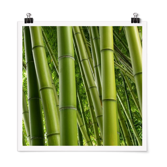 Billeder bambus Bamboo Trees
