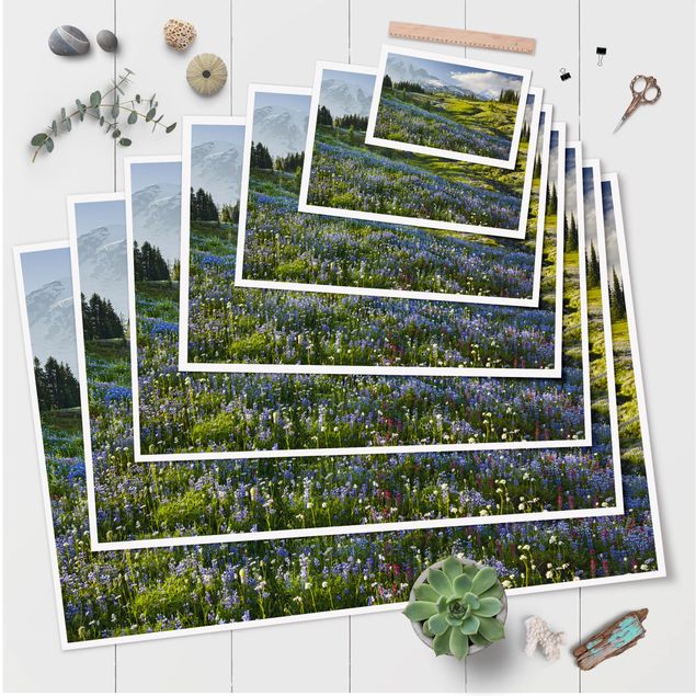 Billeder blå Mountain Meadow With Blue Flowers in Front of Mt. Rainier