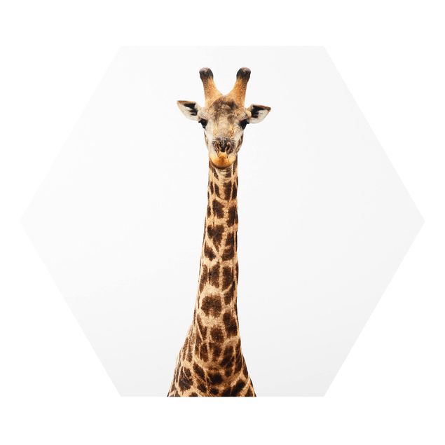 Forex Giraffe head