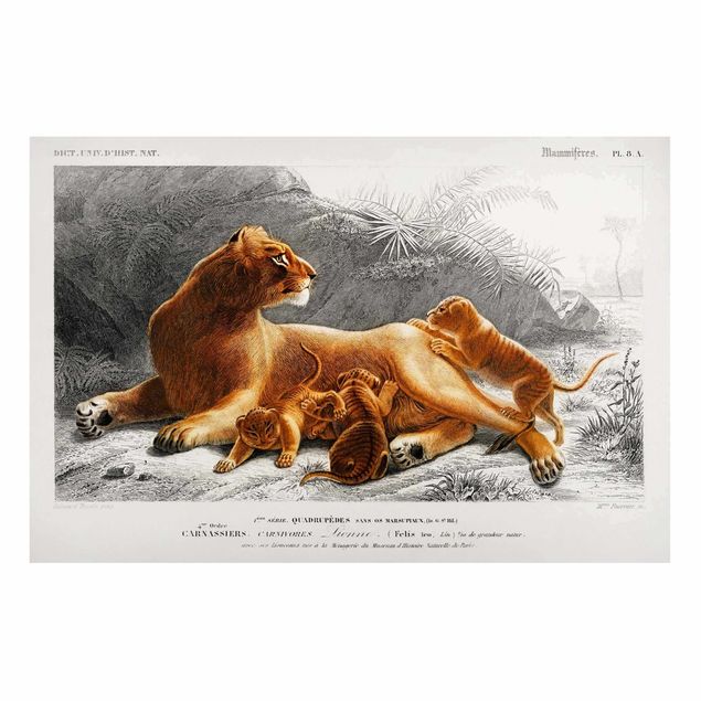 Billeder lions Vintage Board Lioness And Lion Cubs