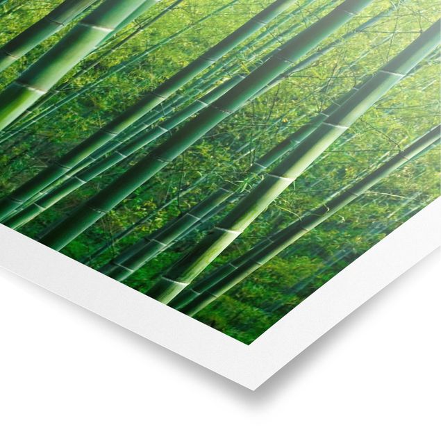 Billeder 3D Bamboo Forest