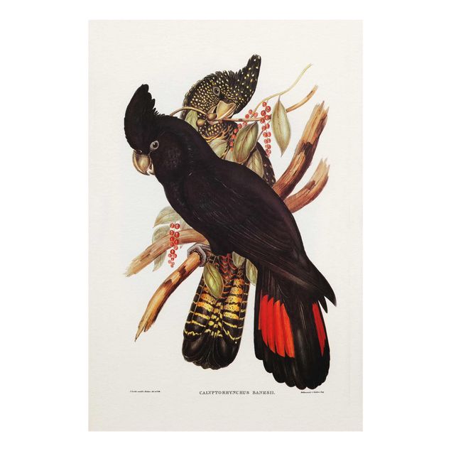 Billeder sort Vintage Illustration Black Cockatoo Black Gold